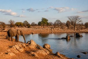 Hwange national park zimbabwe : guide safari et conseils de voyage