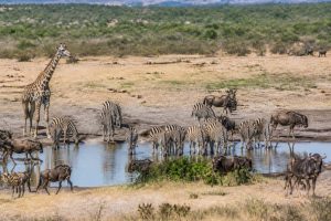 Safaris en Afrique australe : destinations, conseils et meilleurs itinéraires
