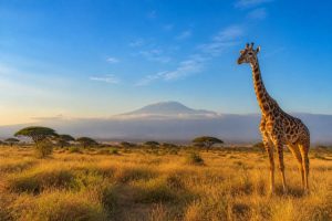 Agence de voyage sur-mesure en Afrique : comment choisir la bonne agence