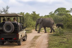Safari in Malawi : les meilleurs parcs et réserves à découvrir