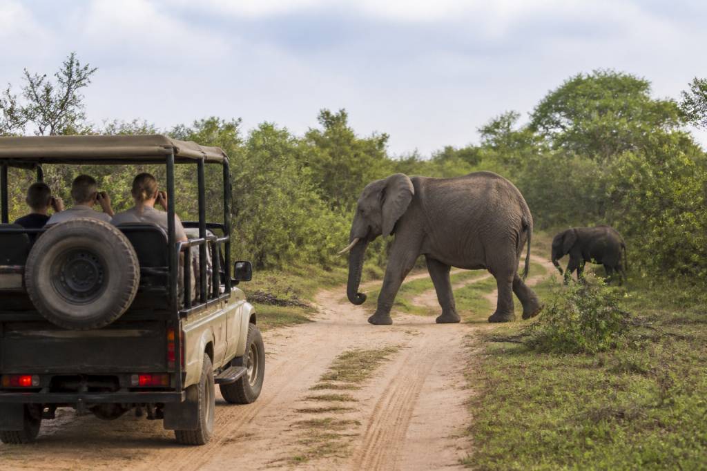 Safari in Malawi : les meilleurs parcs et réserves à découvrir