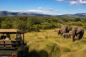 Afrique du Sud en novembre : météo, safaris et conseils de voyage
