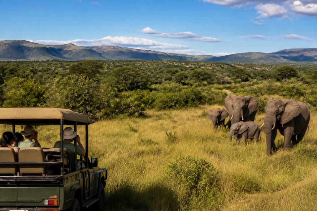 Afrique du Sud en novembre : météo, safaris et conseils de voyage