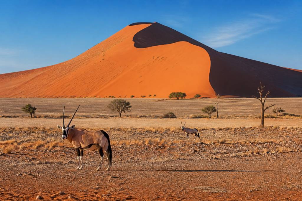Meilleure saison Namibie : quand partir pour un voyage réussi
