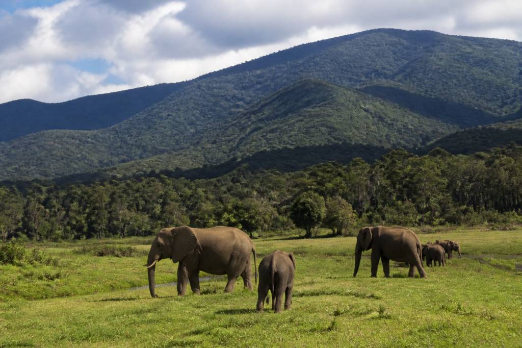 Aberdares national park : guide pour visiter ce parc du Kenya