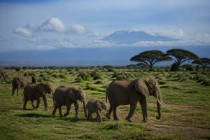 Kenya climat : quand partir selon les saisons ?
