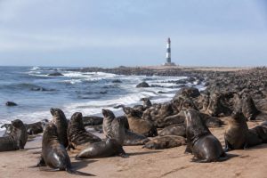 Cape cross seal reserve en Namibie : guide pour visiter la réserve des otaries