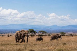 Langue parlée au kenya : quelles langues parle-t-on vraiment ?