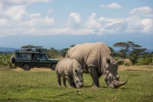 Ol pejeta conservancy : que voir et faire au Kenya