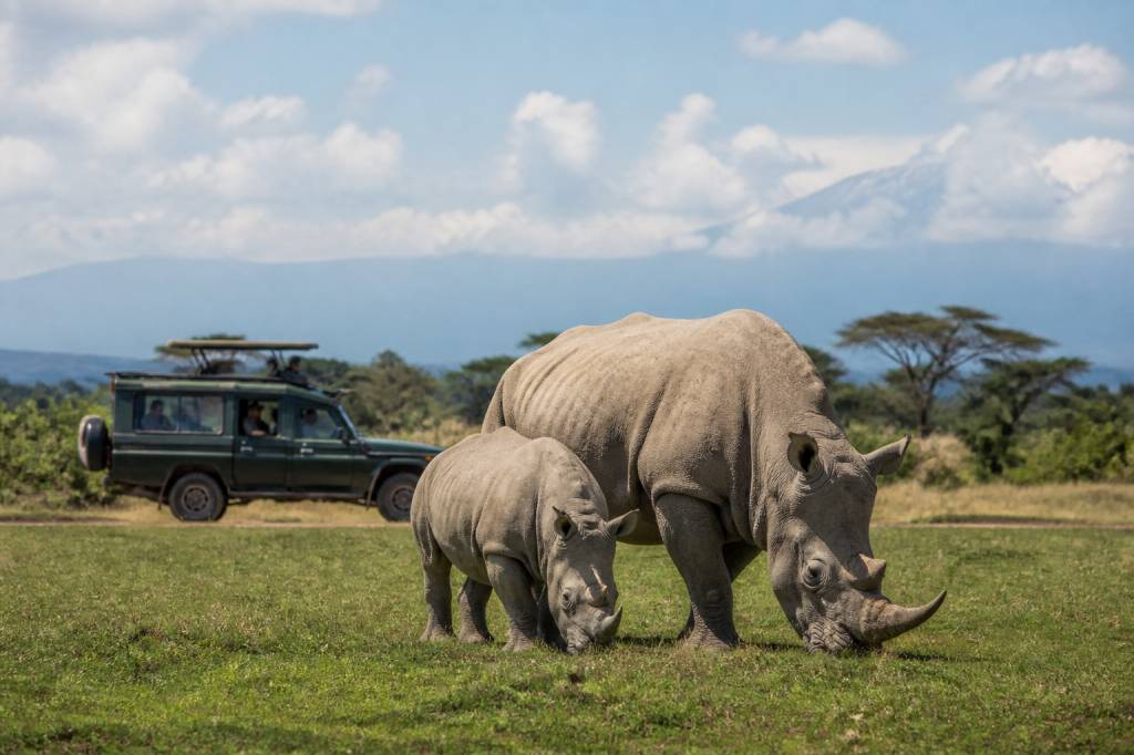 Ol pejeta conservancy : que voir et faire au Kenya