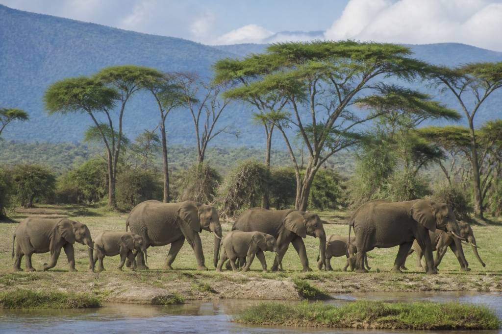 African safari lake Manyara : guide pour visiter le parc en Tanzanie