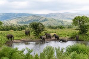 Parc Queen Elizabeth : guide complet pour découvrir la faune et les paysages de l’Ouganda