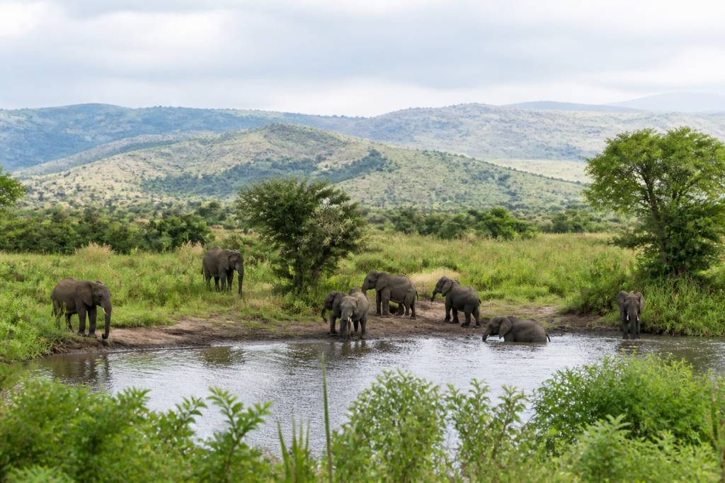 Parc Queen Elizabeth : guide complet pour découvrir la faune et les paysages de l’Ouganda
