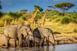 Animals of Kenya : les animaux emblématiques à observer en safari