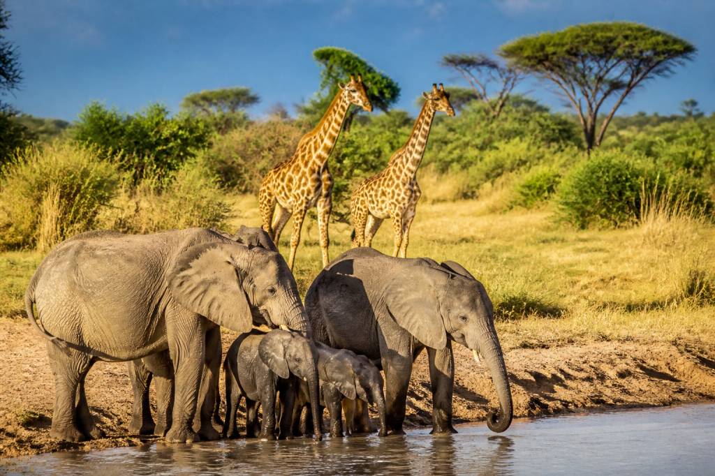 Animals of Kenya : les animaux emblématiques à observer en safari