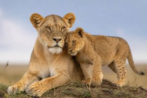 Animals in Kenya : les animaux emblématiques à observer lors d’un safari au Kenya