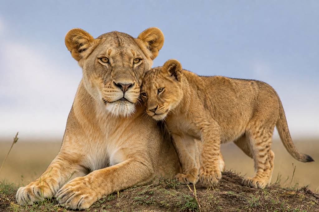 Animals in Kenya : les animaux emblématiques à observer lors d’un safari au Kenya