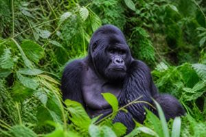Gorille afrique : où observer les gorilles en toute sécurité ?