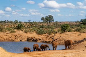 Tsavo Ouest : guide complet pour réussir son safari au Kenya