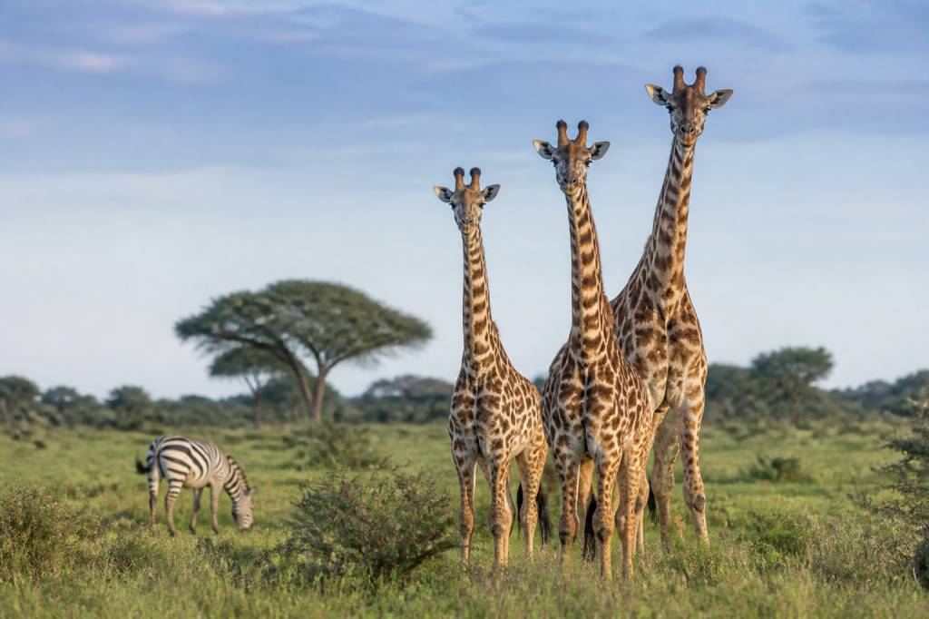 Animal of Kenya : les espèces emblématiques à observer en safari