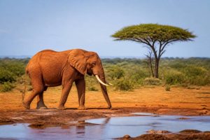 Parc national de Tsavo East : guide complet pour préparer votre safari au Kenya