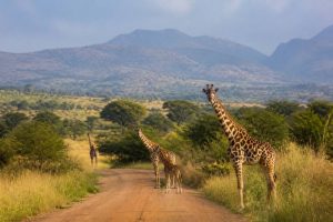 Kidepo Valley : guide complet pour découvrir ce parc sauvage en Ouganda