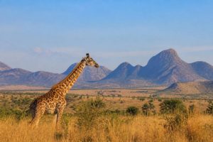 Kidepo Park : le guide complet pour réussir son safari en Ouganda