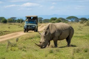 Ol Pejeta : guide complet pour découvrir la réserve au Kenya