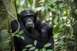 Kibale Forest National Park : guide complet pour découvrir la forêt des chimpanzés en Ouganda