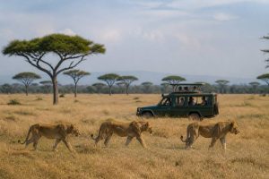 Kenya en juillet : météo, safari et conseils pour réussir votre voyage