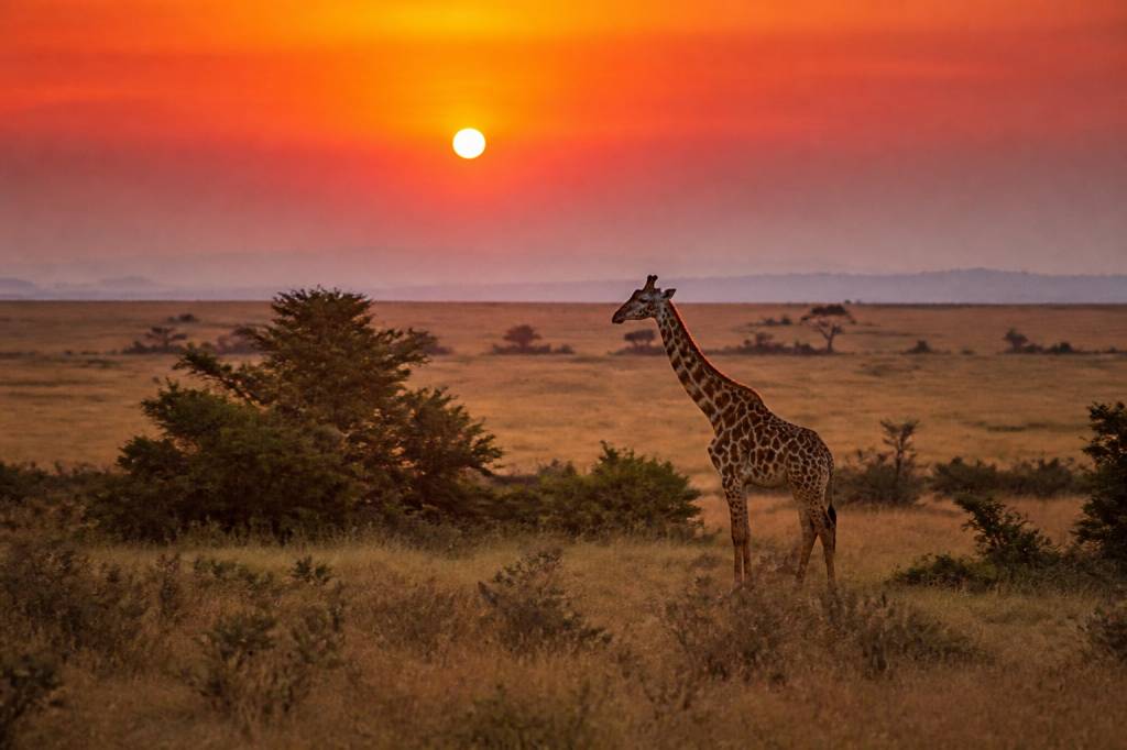 Meilleure période pour aller au Kenya : quand partir en safari ?