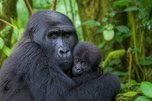 Mgahinga Gorilla National Park : guide complet pour observer les gorilles en Ouganda