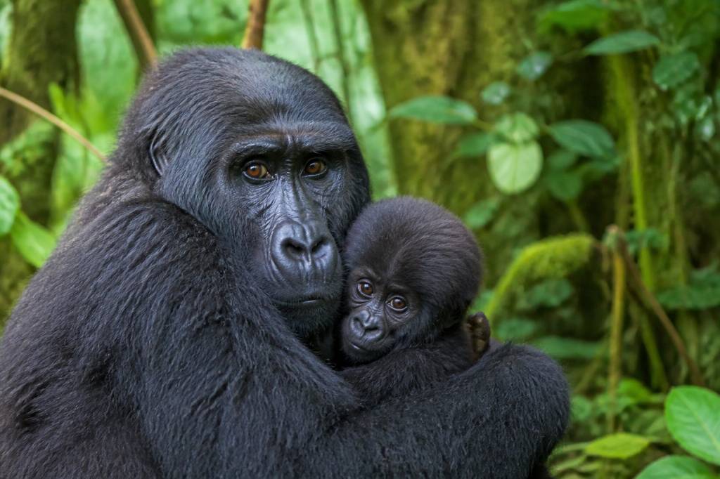Mgahinga Gorilla National Park : guide complet pour observer les gorilles en Ouganda