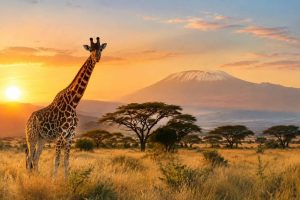 Meilleures vacances en Afrique : nos idées de séjours et safaris inoubliables