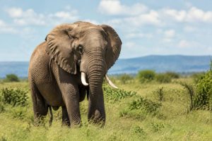 Rwanda ou Tanzanie : quelle destination choisir pour un safari ?