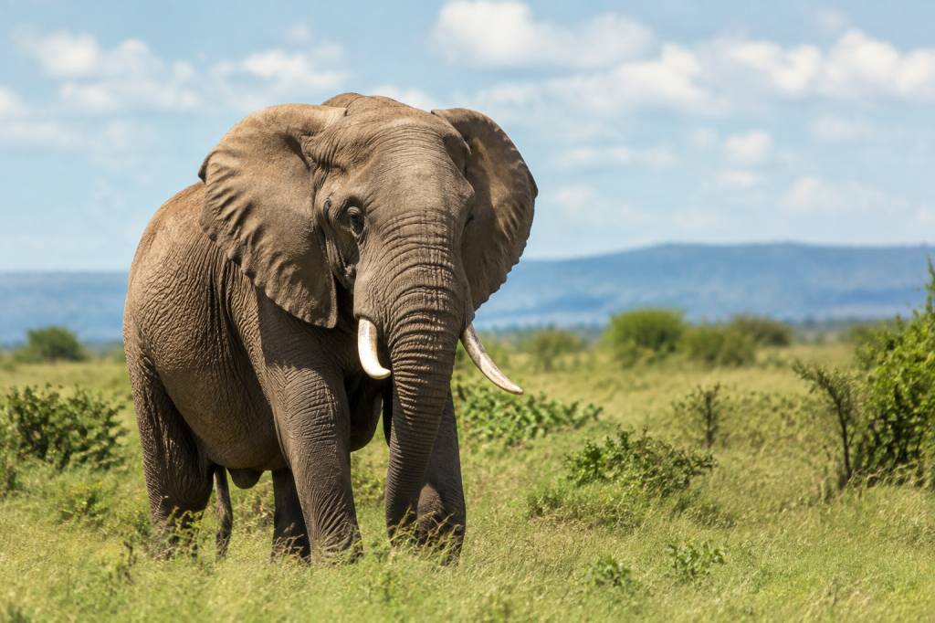 Rwanda ou Tanzanie : quelle destination choisir pour un safari ?