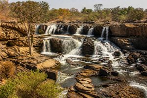 Animaux de Namibie : les espèces incontournables à observer en safari