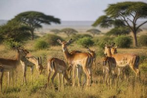 Kgalagadi transfrontier national park : guide complet pour préparer votre safari en Afrique du Sud et au Botswana