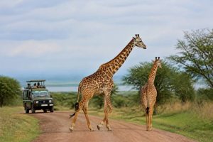 Akagera National Park : guide complet pour préparer votre safari au Rwanda