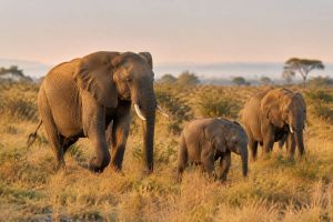 Que faire au Zanzibar : les plus belles expériences à vivre sur l’île