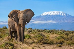 Tanzanie ou Afrique du Sud : quelle destination choisir pour un safari ?