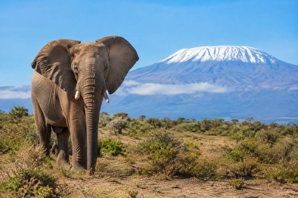 Tanzanie ou Afrique du Sud : quelle destination choisir pour un safari ?