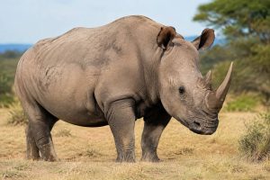 Rhinocéros africain : où l’observer lors d’un safari en Afrique ?