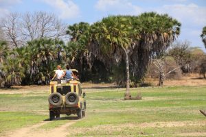 Tanzanie safari : quelle expérience choisir pour un premier voyage
