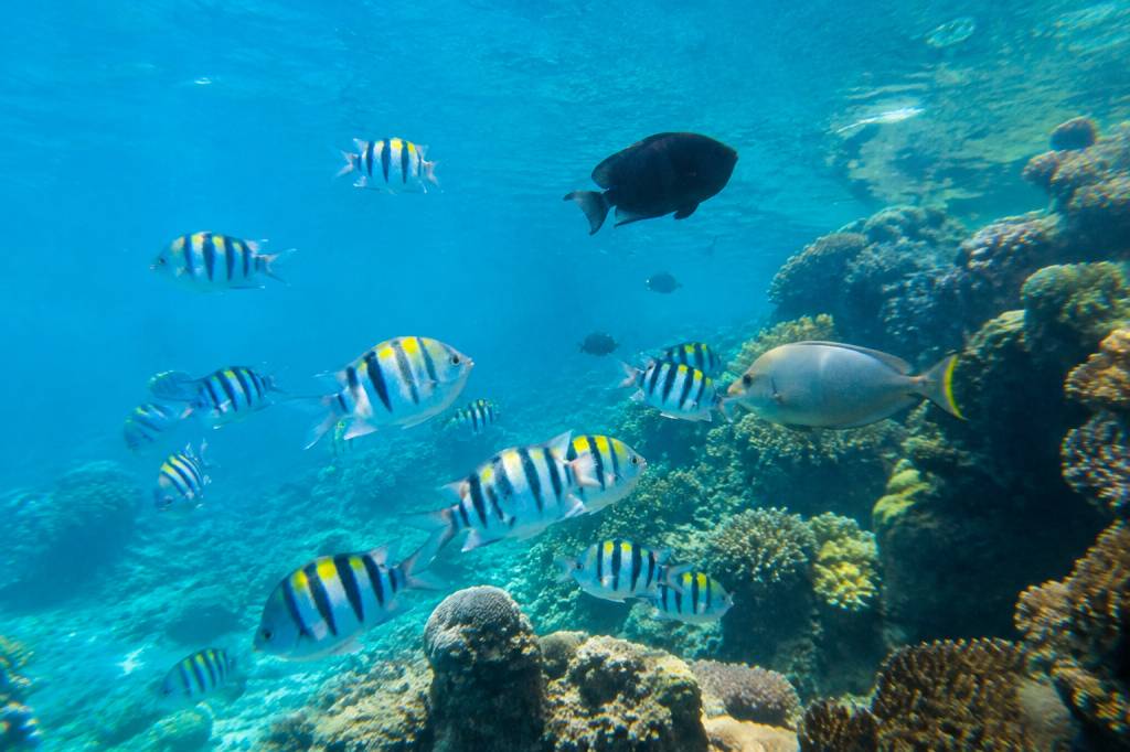 Quels poissons observer lors d’un voyage à Zanzibar ?