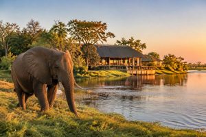 Chobe Elephant Camp : avis, accès et safari au Botswana