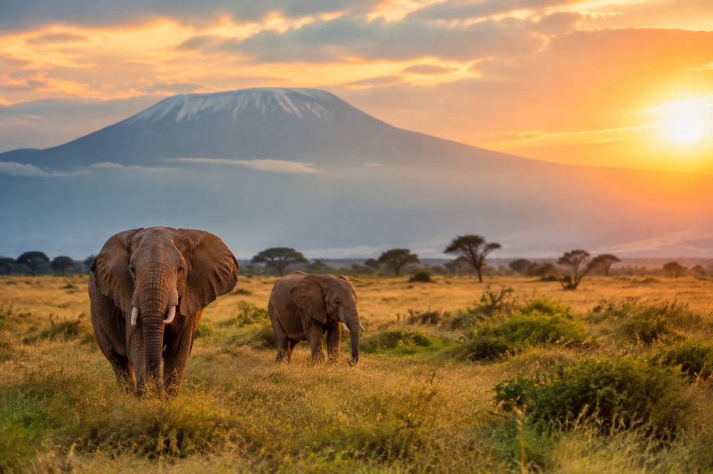 La belle Afrique : les plus beaux paysages à découvrir lors d’un voyage safari