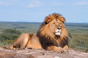 Kalahari Transfrontier Park : guide complet pour réussir votre safari en Afrique du Sud et au Botswana