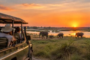Safari Africa Botswana : itinéraire et conseils pour préparer votre voyage